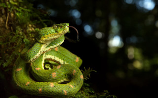 Green snake curled branch forest - tongue free wallpaper for desktop