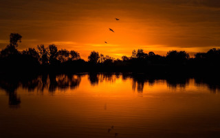 Sunset bird over water trees - over the water free wallpaper