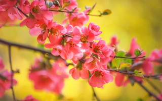 Branch pink flowers yellow blurry - a blurry background of leaves free wallpaper