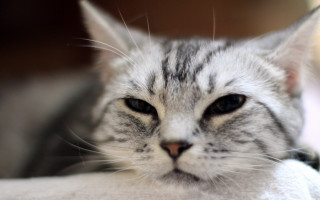 Sad cat towel bed blurry - couch free wallpaper