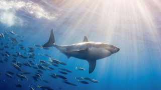 Large shark ocean fish light - a large shark swimming in the ocean free wallpaper for desktop