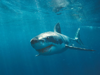Great white shark smiling in - photoreal free wallpaper