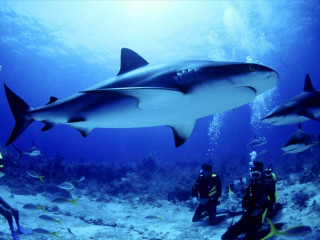 Scuba divers shark ocean group - douglas robertson bisset free wallpaper