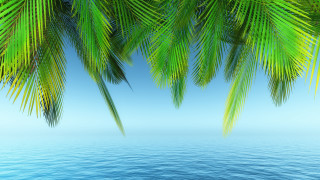 Palm ocean blue sky beach - blue sky in the background free wallpaper