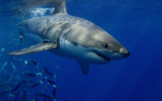 Large shark ocean fish jigsaw - sharp high detail free wallpaper