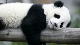 Panda sleeping on branch cute - a panda bear free wallpaper for desktop