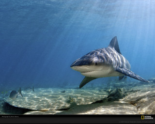 Shark swimming ocean fish nearby 2 - douglas shuler free wallpaper
