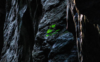 Small plant crack rock cave - a small plant free wallpaper