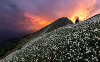 Flower field mountains sunset lone - the hill free wallpaper for desktop