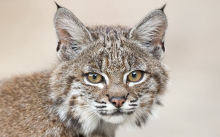 Cat closeup blurrybackground naturalism portrait - the eye free wallpaper