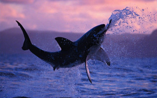 Shark jumping sunset pink sky 2 - a shark free wallpaper
