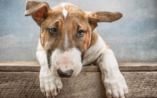 Sad shiba inu ledge dog - elke vogelsang free wallpaper