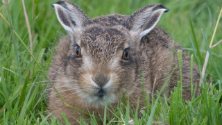 Rabbit sad grass blue eyes - a rabbit free wallpaper