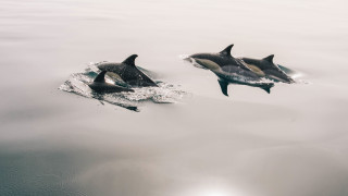 Dolphins ocean sunshine wildlife rayonism - the water surface free wallpaper