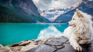White dog lake mountains cloudy - a white dog free wallpaper