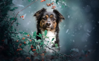 Dog tree berries sad aurora - berry free wallpaper for desktop