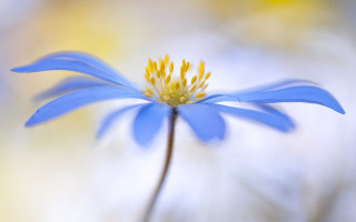 Blue flower yellow stamens macro 3 - colin moss free wallpaper for desktop