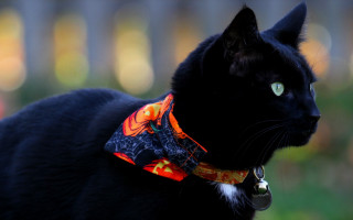 Black cat bandana folk art - a bandana free wallpaper