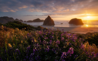 Sunset ocean purple flowers rocks - a beautiful sunset over the ocean free wallpaper