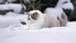 Cat snow day renaissance impressionist - the camera len free wallpaper