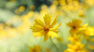 Yellow flower field bokeh macro 9 - a yellow flower free wallpaper