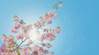 Pink flower tree sky bubbles - pink flower free wallpaper for desktop