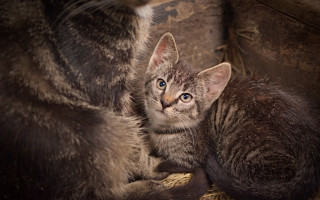 Cat hay bales assemblage realistic - a cat sitting next free wallpaper