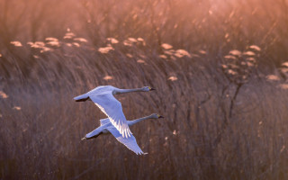 White bird sunset field flowers - tall grass free wallpaper