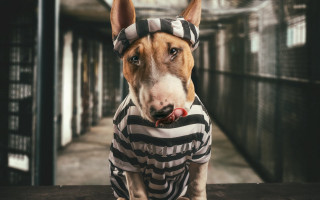 Dog striped shirt bandana shiba - its head free wallpaper