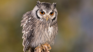 Small owl orange eyes branch 2 - orange eye free wallpaper