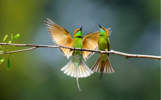 Birds wings spread flying branch - two bird free wallpaper