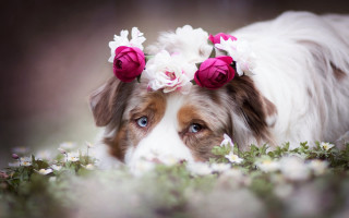Dog flowers hair laying blue - animal free wallpaper for desktop