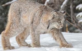 Lynx snowy woods night milkyway - area free wallpaper