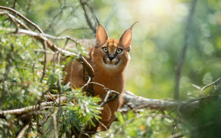 Curious cat on branch woods 2 - a cat free wallpaper