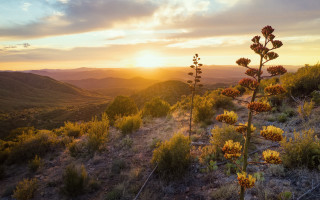 Mountain sunset plant flowers kodachrome - a few flower free wallpaper