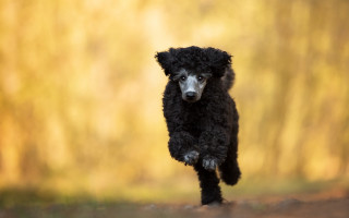 Black poodle woods blurry background - impressionist free wallpaper