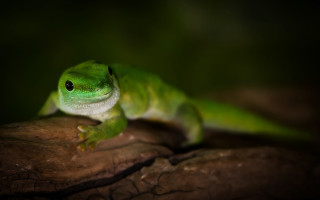 Green lizard branch dark blurry - a green lizard free wallpaper