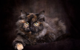 Black brown background cat yellow - a yellow eye free wallpaper