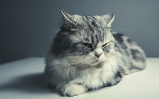 Sad cat on table gray - a gray background free wallpaper