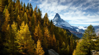 Mountain forest blue sky autumn - a forest of trees free wallpaper