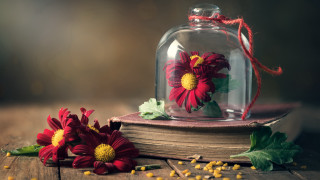 Glass cloche flowers still life - inside free wallpaper