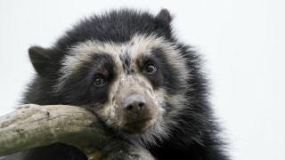 Black white bear holding branch - clovis trouille free wallpaper for desktop