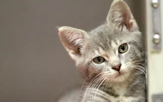 Small gray kitten sad look - a small gray kitten free wallpaper