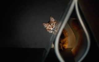 Cat reflection hologram award art - the glass free wallpaper