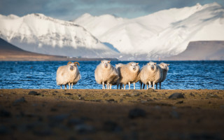 Sheep beach mountains snowy horizon - a beach next free wallpaper for desktop