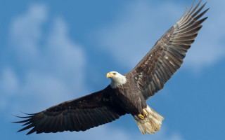 Bald eagle soaring wings spread - spread wide free wallpaper