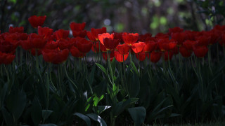 Red flower field blurry background 2 - red flower free wallpaper