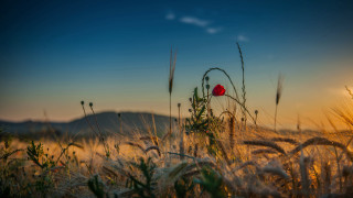 Red flower wheat sunset mountain - nature free wallpaper