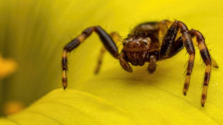 Spider flower yellow star macro - a close up of a spider free wallpaper