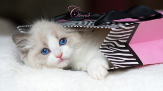 White kitten blue eyes pink - a white kitten free wallpaper